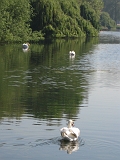 St. James Park Swans